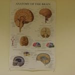 Poster Anatomy of the Brain