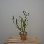 Artificial Plant